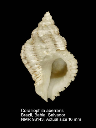 Coralliophila aberrans.jpg - Coralliophila aberrans (C.B.Adams,1850)